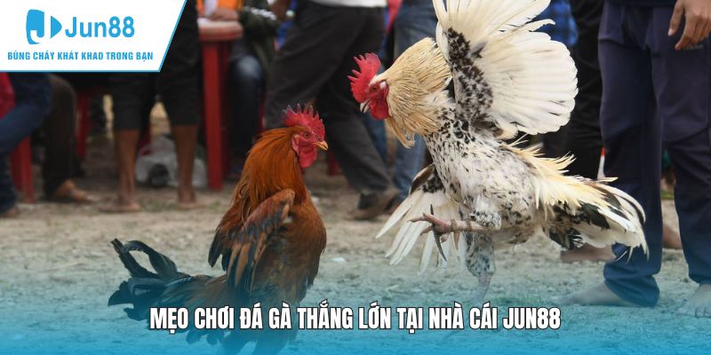 Mẹo chơi đá gà thắng lớn tại nhà cái JUN88